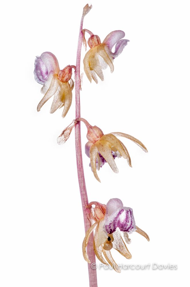 Ghost Orchid