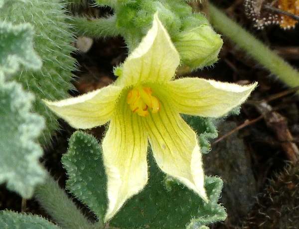 Flower of Squirting Cucumber, Ecballium elaterium