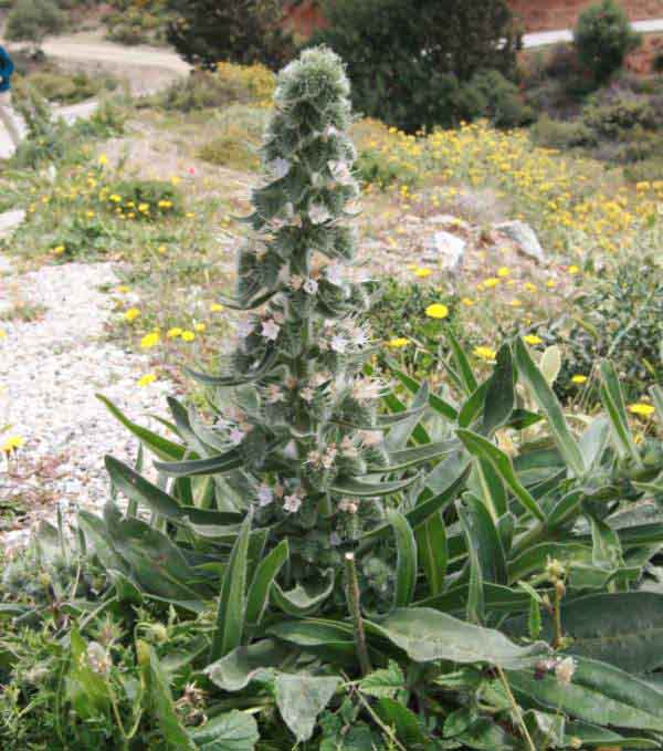 Echium italicum, pale bugloss