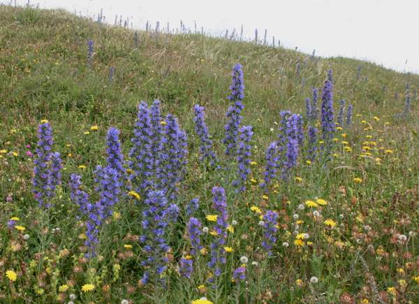 Viper's Bugloss in its classic coastal habitat