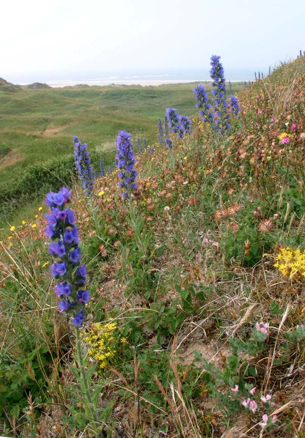 Viper's Bugloss, Echium vulgare, Wales