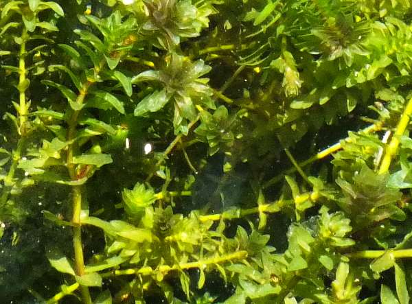 Elodea canadensis, Canadian Pondweed