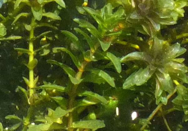 Closeup of Canadian Pondweed