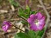 Epilobium hirsutum
