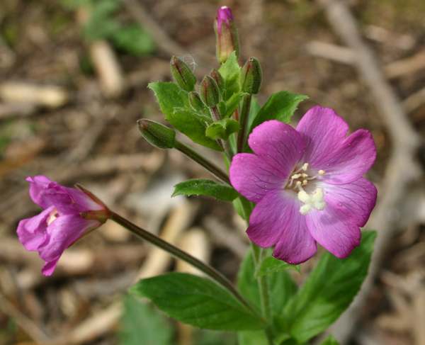 Epilobium hirsutum, closeup of flowers