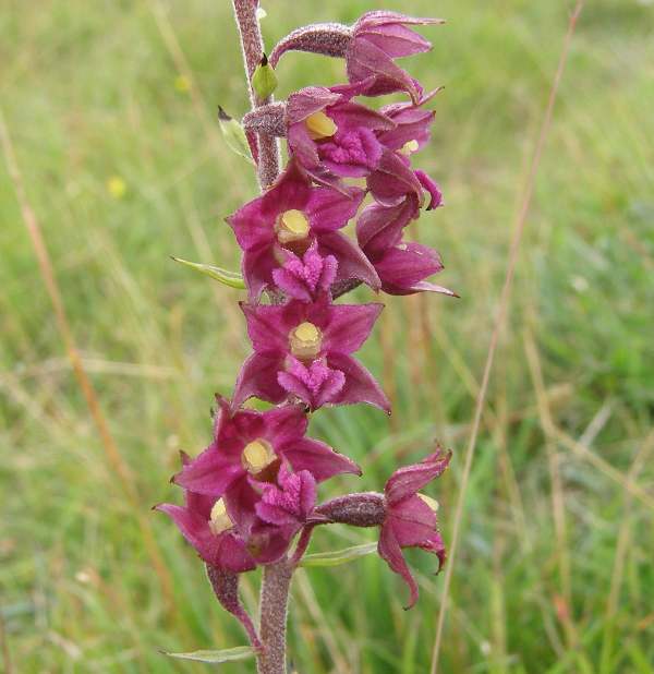 Epipactis atrorubens - Dark-red Helleborine