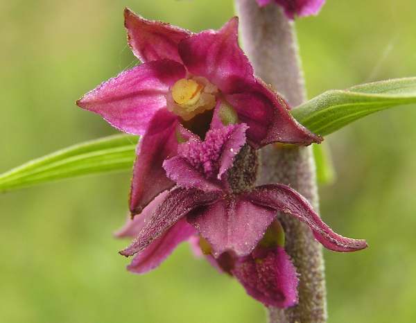 Epipactis atrorubens - Dark-red Helleborine, closeup of flower