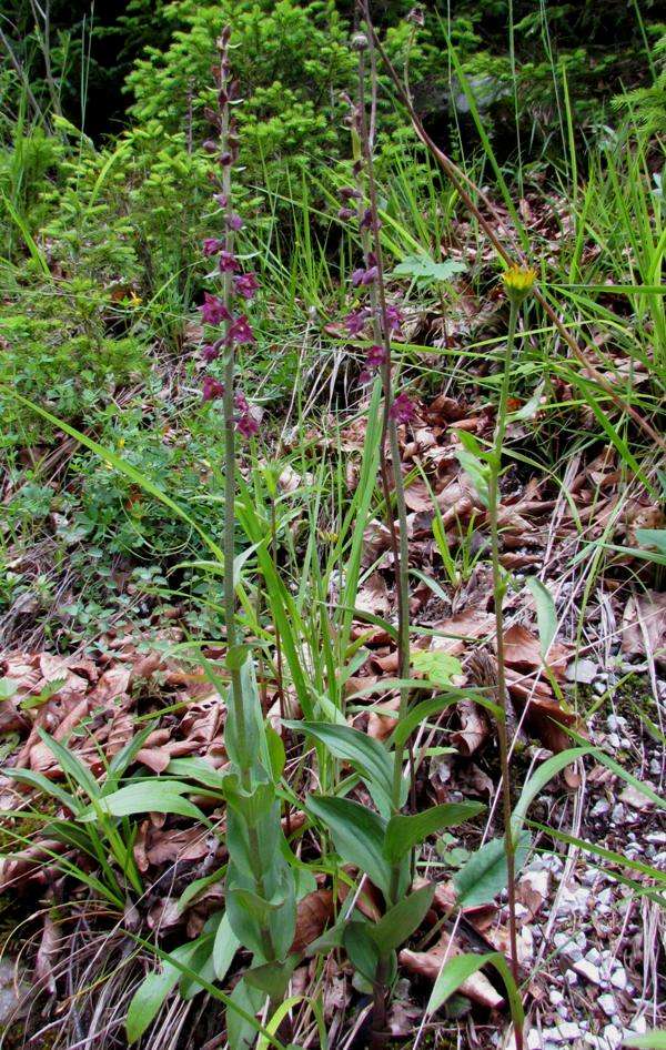 Epipactis atrorubens - Dark-red Helleborine, Slovenia