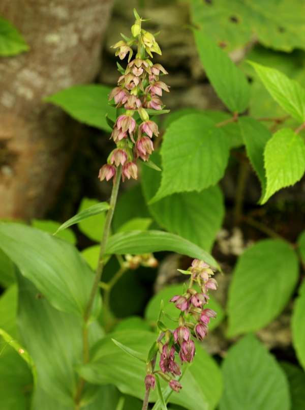 Epipactis helleborine var. purpurea