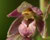 Epipactis helleborine var. purpurea