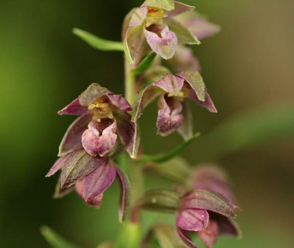 Epipactis helleborine var. purpurea
