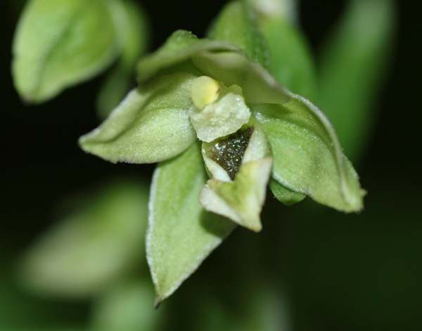Epipactis helleborine var. viridiflora