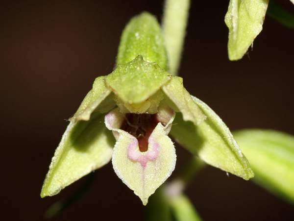 Epipactis leptochila - Narrow-lipped Helleborine