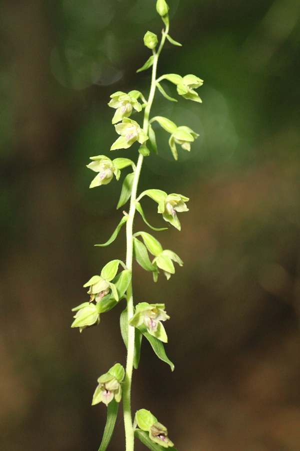 Epipactis leptochila - Narrow-lipped Helleborine