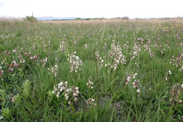 Epipactis palustris - Marsh Helleborine