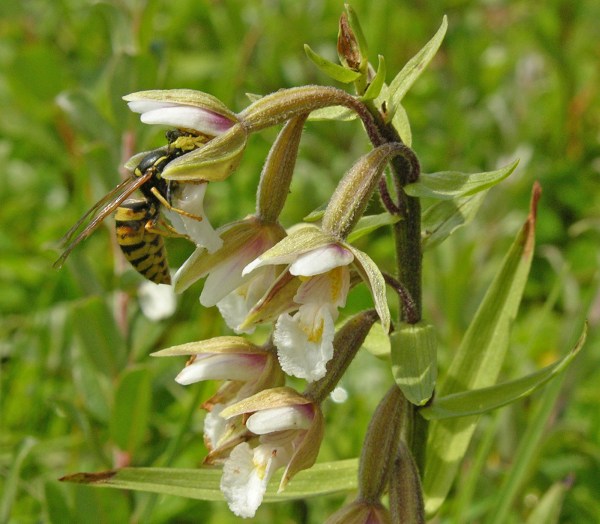 Wasp pollinating a Marsh Helleborine Epipactis palustris.