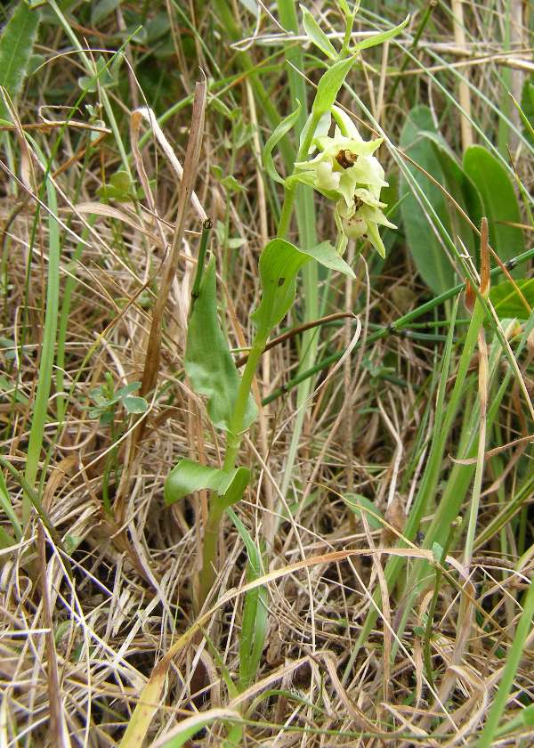 Green-flowered Helleborine at Kenfig NNR