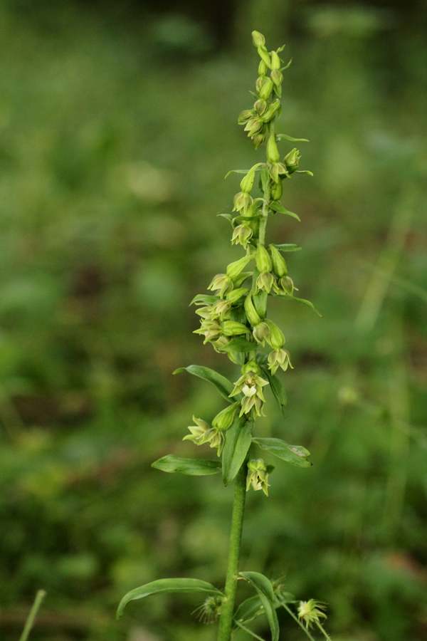 Epipactis phyllanthes - Green-flowered Helleborine