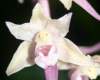 Violet Helleborine var. rosea