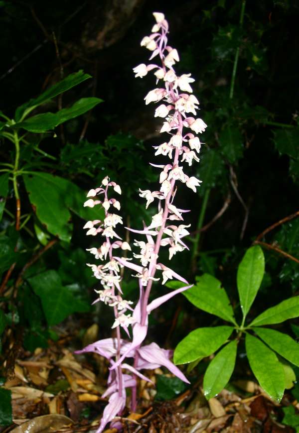 Epipactis purpurata var. rosea - Violet Helleborine
