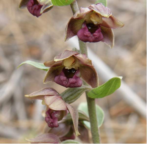 Epipactis tremolsii 2