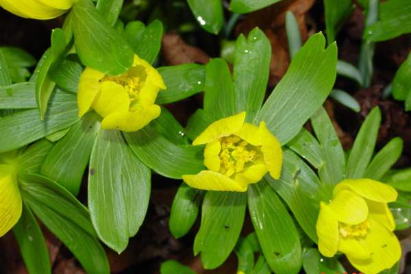 Winter Aconites, Surrey