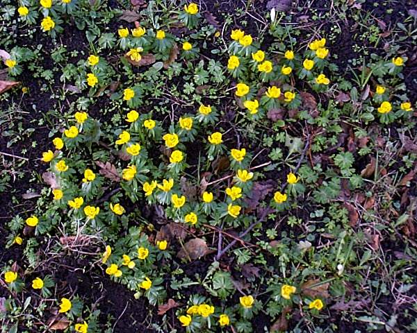 Winter Aconite, Eranthis hyemalis, west Wales UK