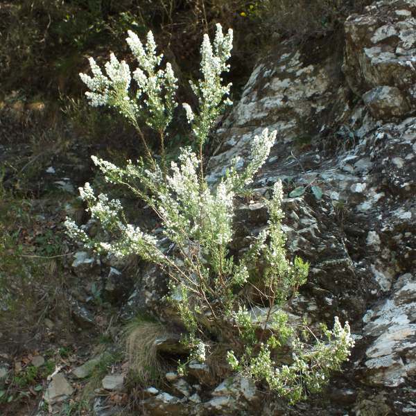 Tree Heath