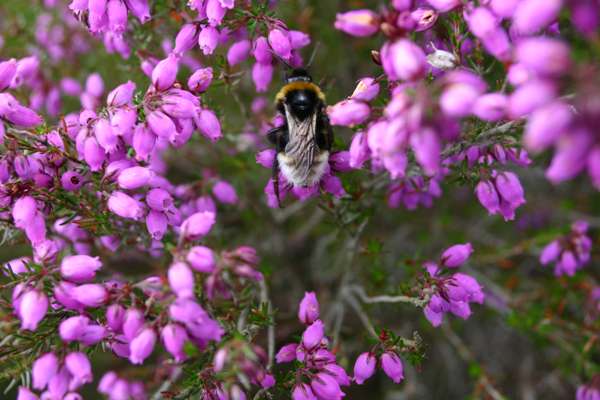 Erica cinerea