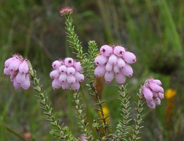 Closeup picture of Cross-leaved Heath
