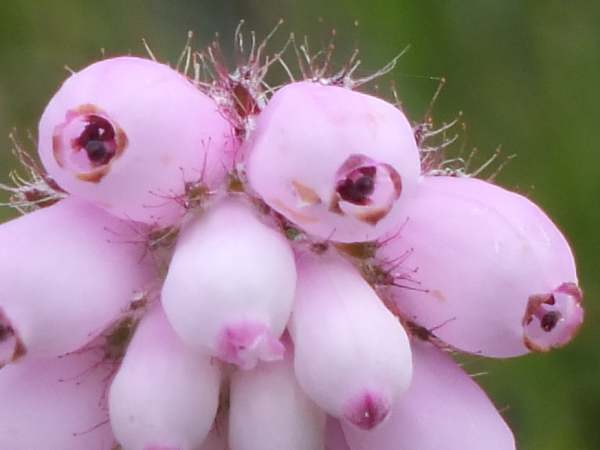 Erica tetralix flowers in close-up