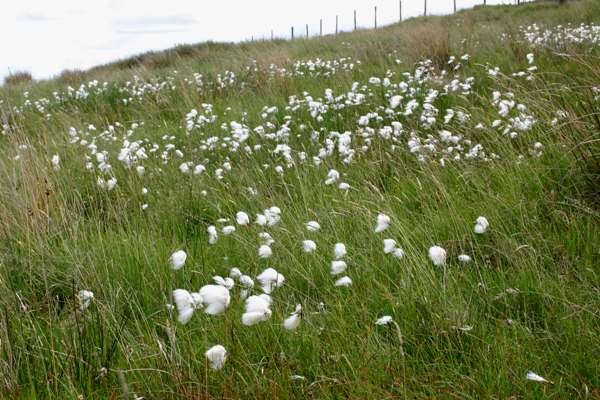 Cotton grass