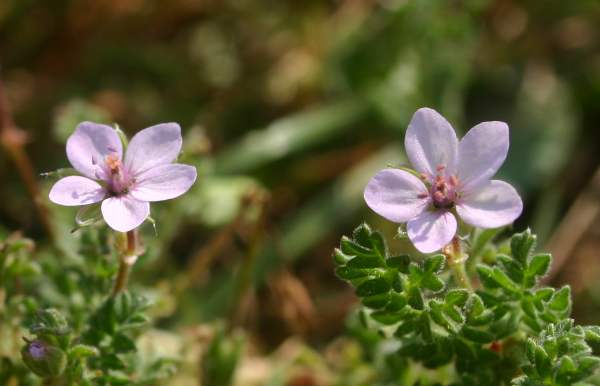 Flowers of Erodium cicutarium, Common Stork's-bill, Wales