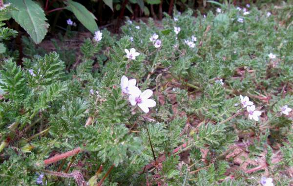 Sticky Stork's-bill, leaves and flowers