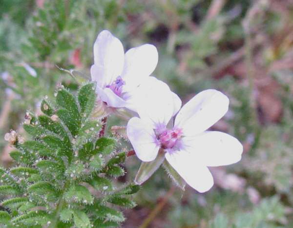 Sticky Stork's-bill flower, closeup
