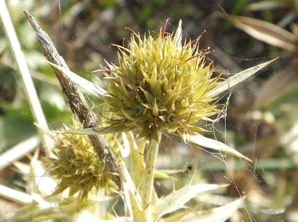 Field Eryngo Eryngium campestre, closeup of flowers