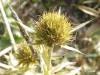 Eryngium campestre, Field Eryngo