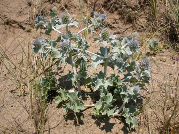 Sea Holly Eryngium maritimum