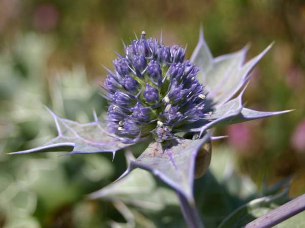 Sea Holly Eryngium maritimum, closeup of flowers