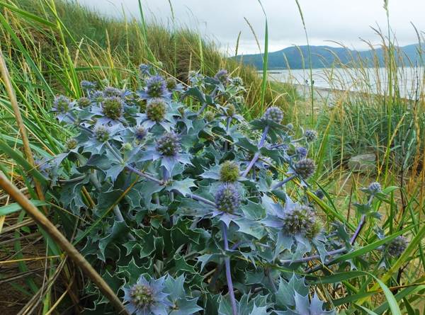 Sea Holly near Llandudno