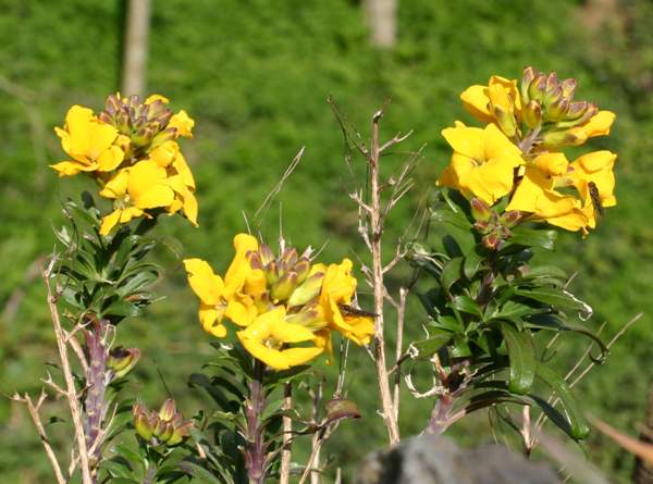 Wallflowers