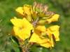 Erysimum cheiri, Wallflower
