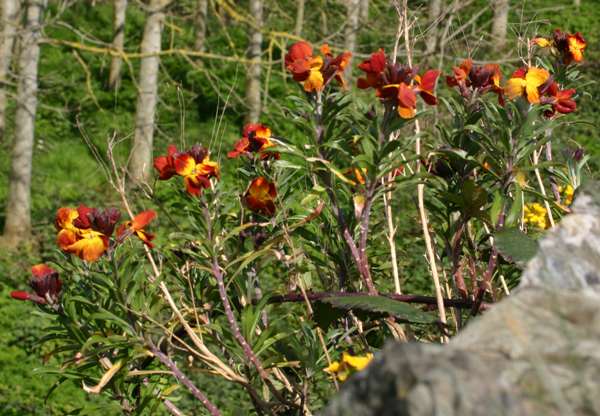 Wallflowers in Ireland