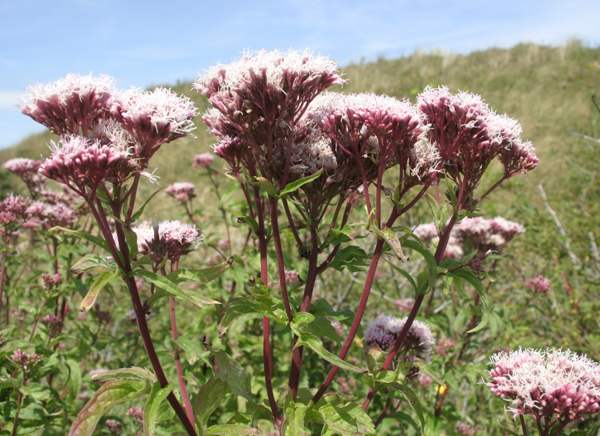 Eupatorium cannabinum in a sand dune system