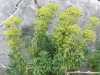 Euphorbia characias