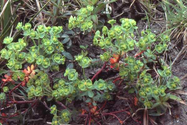 Portland Spurge