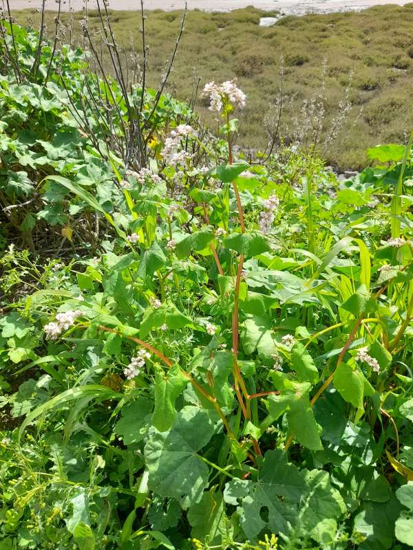 Buchwheat, fagopyrum-esculentum