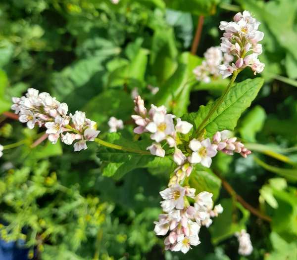 Flowers of Buckwheat, fagopyrum-esculentum