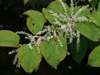 Fallopia japonica