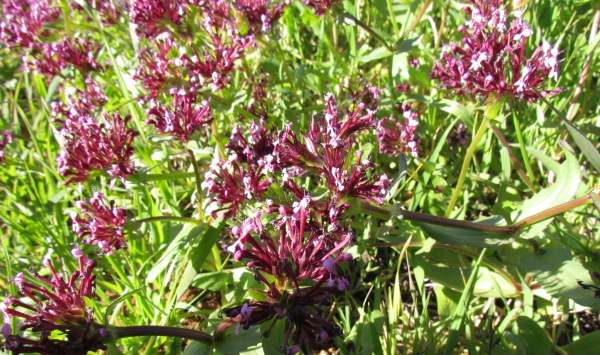 Fedia cornucopiae - whole plant picture